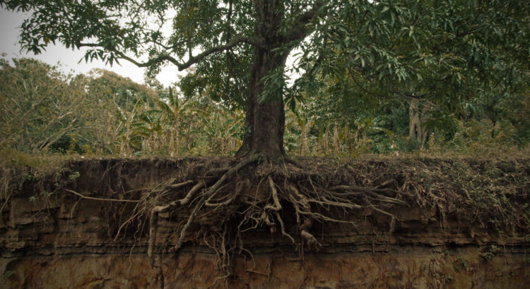 Tree with exposed roots