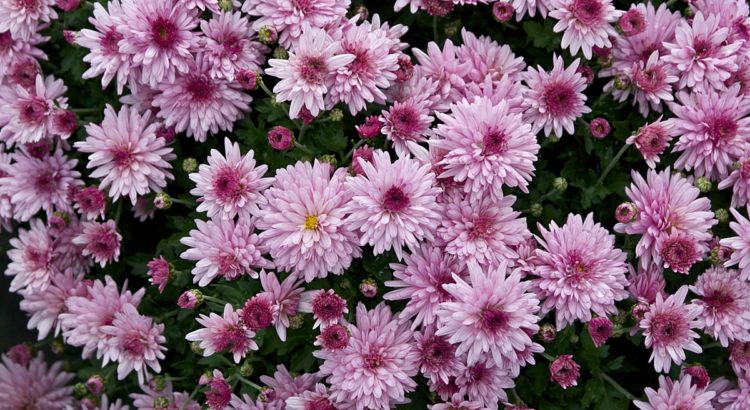 Lavender mums